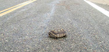 Threatened Mojave Desert Tortoise on a road.